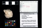 Foto (Objekt + Etikett) von Goniodromites sp.  (NHMW-GEO-2014-0194-0260)